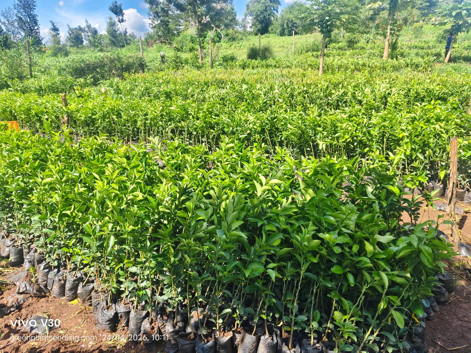 Hass Avocado seedlings
