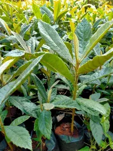 Apple seedlings
