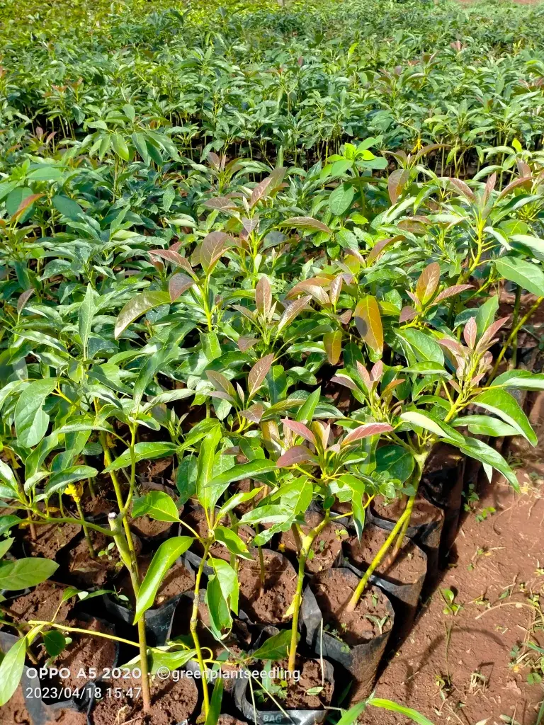 Hass Avocado seedlings