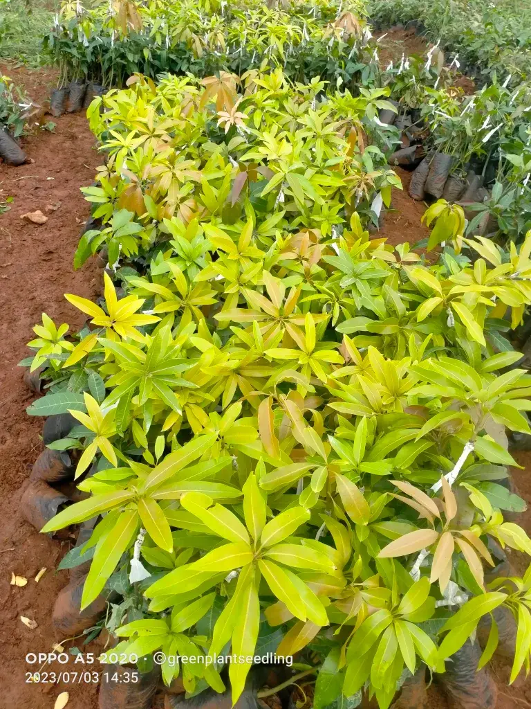 Mango seedlings