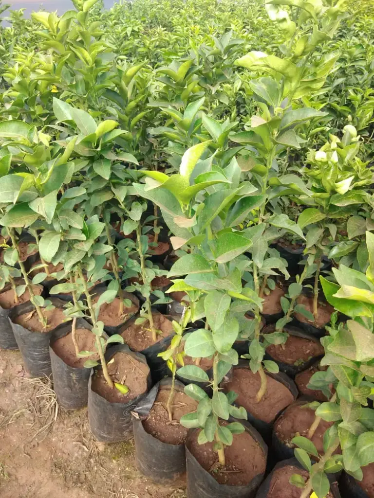 Pixie Orange seedlings