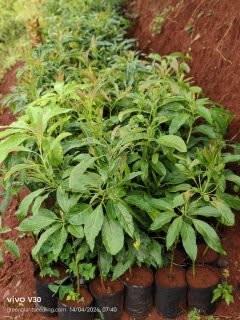 The History of Hass Avocado Seedlings: From One Tree to Farms Across Kenya