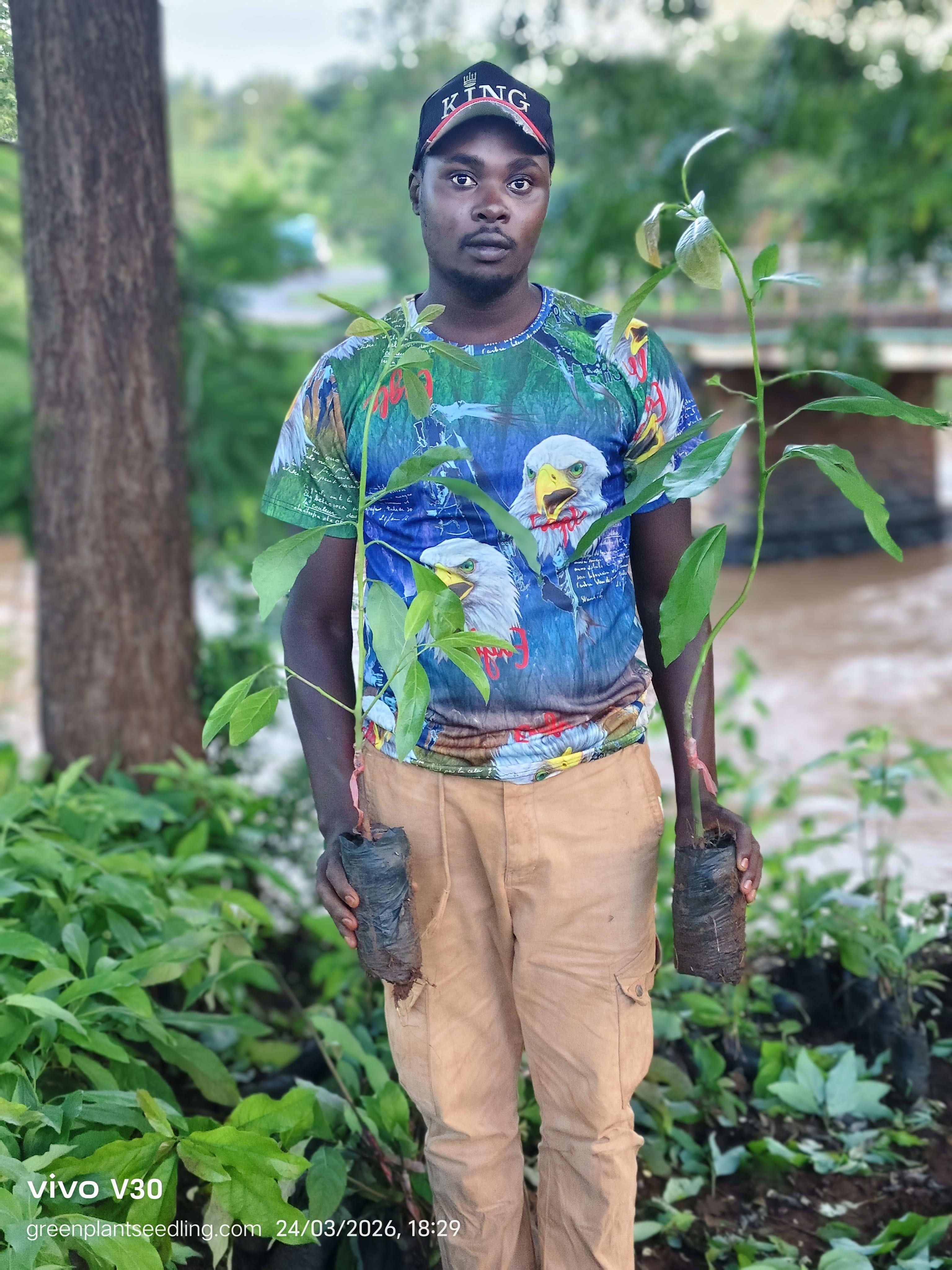 Farmer Njoroge K., founder of Greenplantseedlings