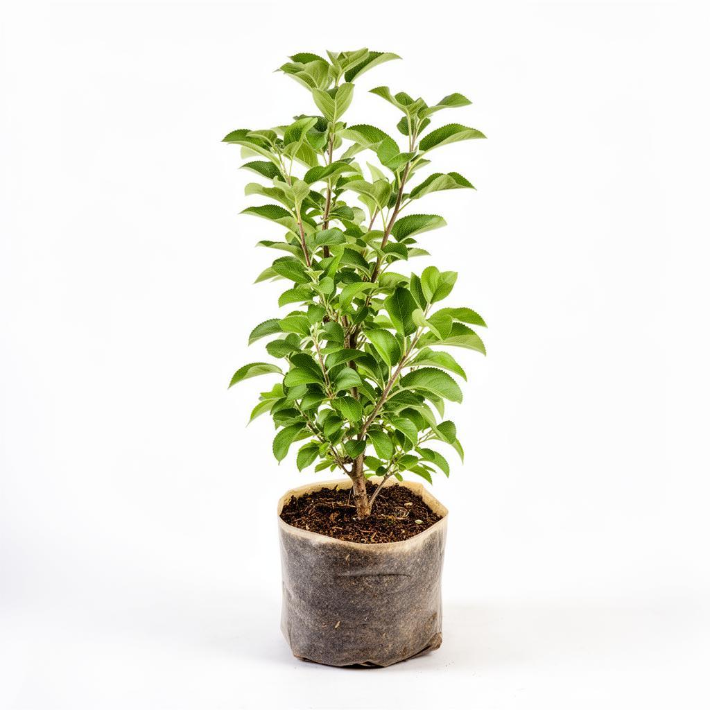 Greenplantseedling seedling image 8