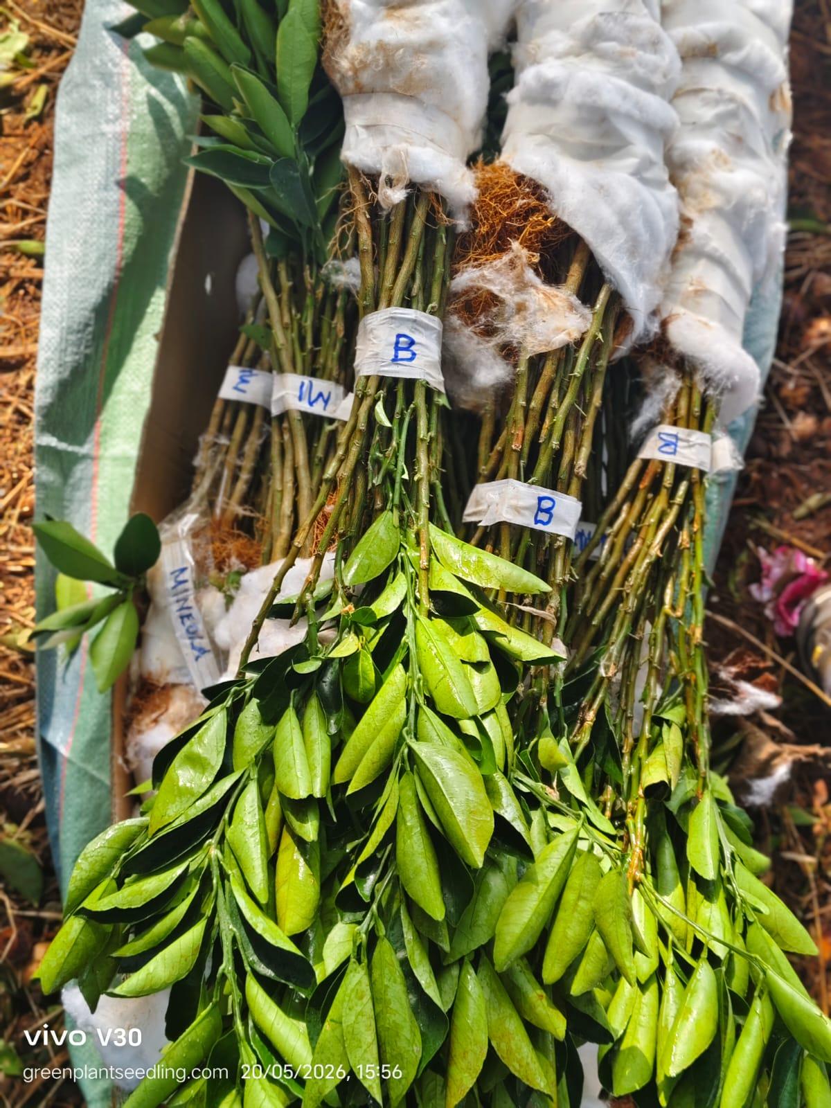 Export seedlings seedling image 1
