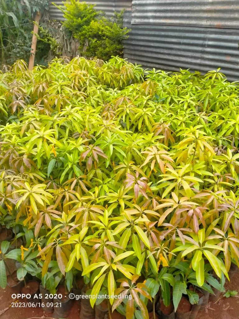 mango gallery image 4