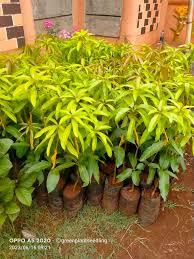 mango gallery image 1