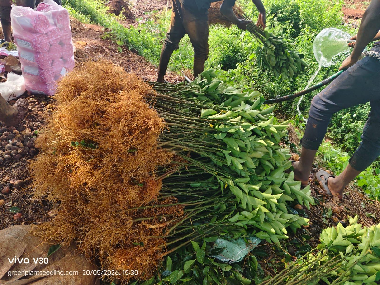 Export seedlings