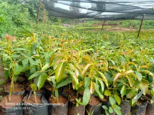 mature avocadoes 4 gallery photo