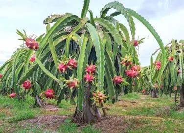 The Real Cost of Starting a Dragon Fruit Farm in Kenya