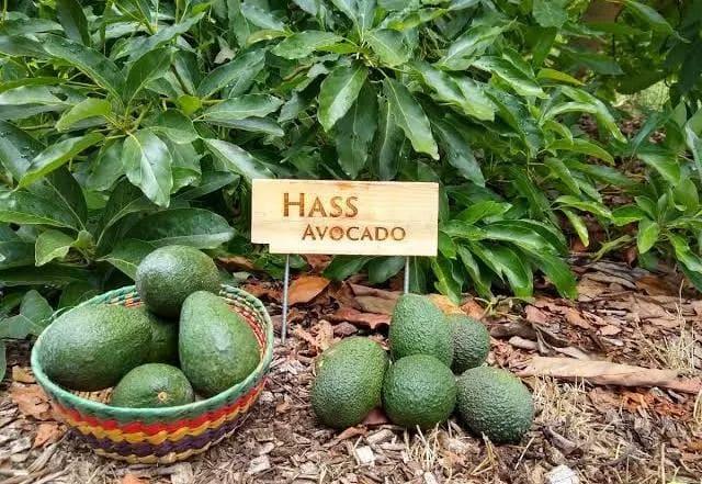 Hass Avocado ROI and When to Expect Your First Million