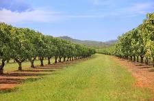 Spacing Mathematics for Maximizing Yields in Macadamia and Mango