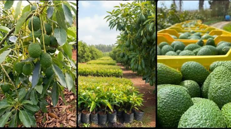 Why Uncertified Seedlings Will Ruin Your Farm