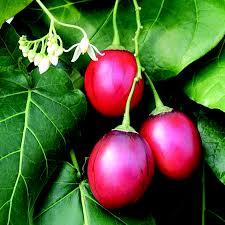 The Muthakwa Miracle and How Grafting Saves Tree Tomatoes