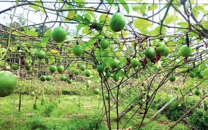 Defeating Fusarium Wilt and Why Yellow Passion Rootstocks are Mandatory